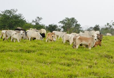 El robo de animales vacunos aumentó en forma considerable este año, según denuncias de ganaderos.