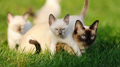 /pf/resources/images/abc-placeholder.png?d=2433