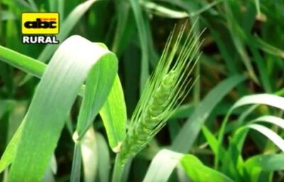 Este es un programa completo de ABC Rural, con bloques de interés para el productor, técnico y universitarios.