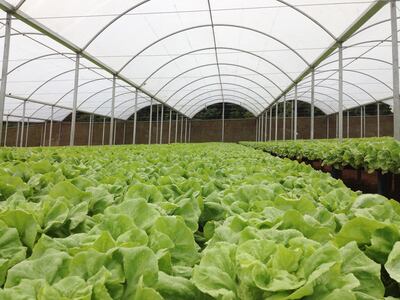 Plásticos para asegurar la producción