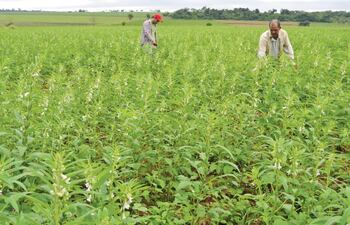 plantaciones-de-sesamo-en-una-imagen-de-archivo-el-rubro-se-esta-recuperando-segun-los-informes--221849000000-1700981.jpg