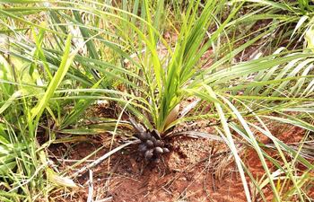 esta-es-la-especie-de-palmera-butia-marmorii-vulgarmente-conocida-como-jatai-kamba-es-una-palmera-enana-de-tronco-subterraneo-de-pastizales-y-sab-192303000000-1081402.jpg