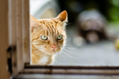 /pf/resources/images/abc-placeholder.png?d=2433