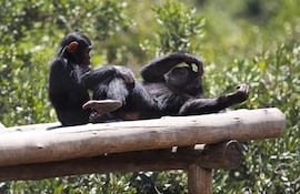 fotografia-de-chimpances-en-el-santuario-agua-dulce-en-el-centro-de-conservacion-ol-peieta-en-nanyuki-kenia--200958000000-1103044.JPG
