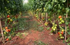 lluvias-perjudican-produccion-frutihorticola-134704000000-1405790.JPG