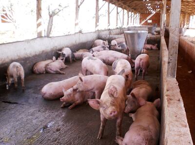 RURALES INTERNACIONALES