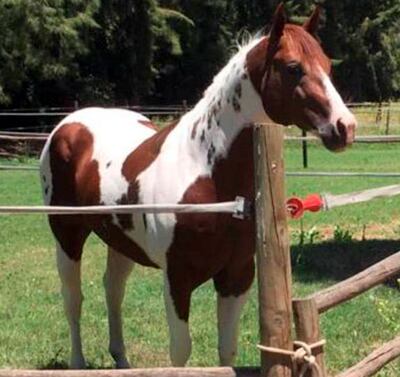 Ya en su destino, el padrillo MMB Comunication Renda.
