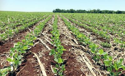 Foto reporte facilitado por el Ing. Hermes Aquino, de la Coordinadora Agrícola del Paraguay, de una parcela de soja, tomada el 9 del corriente a las 11:16.