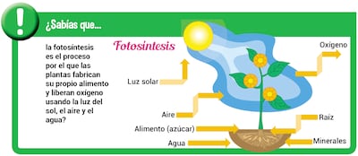 Materia orgánica e inorgánica