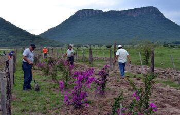 plantan-arbolitos-en-ruta-de-las-flores-194555000000-1066603.jpg