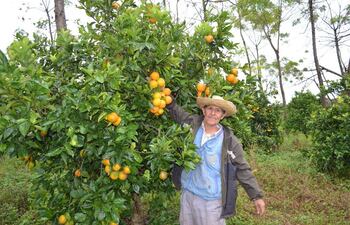 el-productor-ignaciano-victor-cristaldo-muestra-un-racimo-de-frutas-de-naranja-listas-para-ser-cosechadas--205617000000-569112.jpg