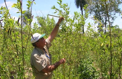 El kumanda yvyra’i posee una alta resistencia a condiciones desfavorables de clima y suelo que la hacen especial.