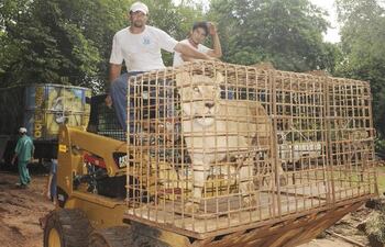 los-cinco-leones-africanos-del-circo-osvaldo-terry-fueron-trasladados-ayer-a-la-jaula-que-pertenecio-al-felino-rubio-en-el-zoologico-de-asuncion-los-202736000000-519878.jpg