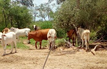 kadicalo-tenia-ganado-en-su-lote-pero-despues-de-la-intervencion-fiscal-los-animales-se-fueron--210730000000-1658363.jpg