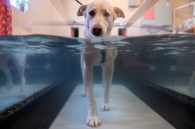 Bella camina en un tanque de hidroterapia en el Hospital Friendship para animales en Washington, DC.