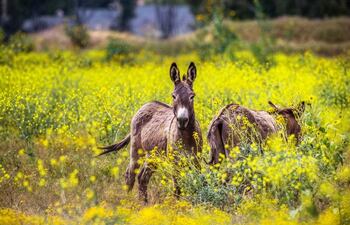 burros-silvestres-162816000000-1606374.jpg