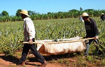 cosechan-pina-en-guayaybi-85659000000-1749097.jpg