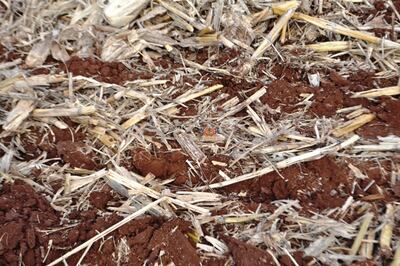 La siembra directa por sus beneficios, cobra protagonismo en agricultura loca