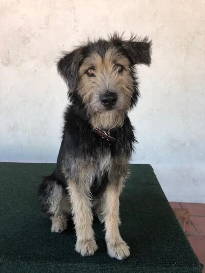 "Monte", el perro que pasará de "vagabundo" a estrella de cine.