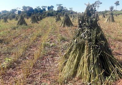 Este año la cosecha de  sésamo fue muy buena, ya que el  clima también ayudó.
