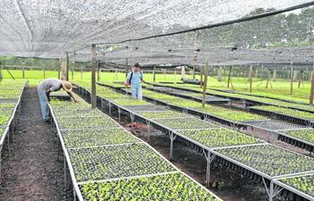 produccion-de-yerba-mate-en-vivero-110144000000-1299932.JPG
