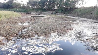 Miles de peces en estado de descomposición se observan en un tramo de un kilómetro del río Montelindo.