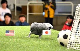un-loro-nipon-predice-que-japon-ganara-el-mundial-femenino-de-futbol--163426000000-1347937.jpg