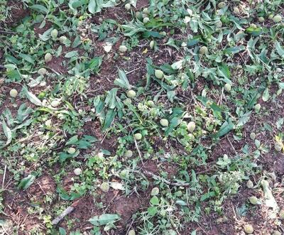 /pf/resources/images/abc-placeholder.png?d=2443