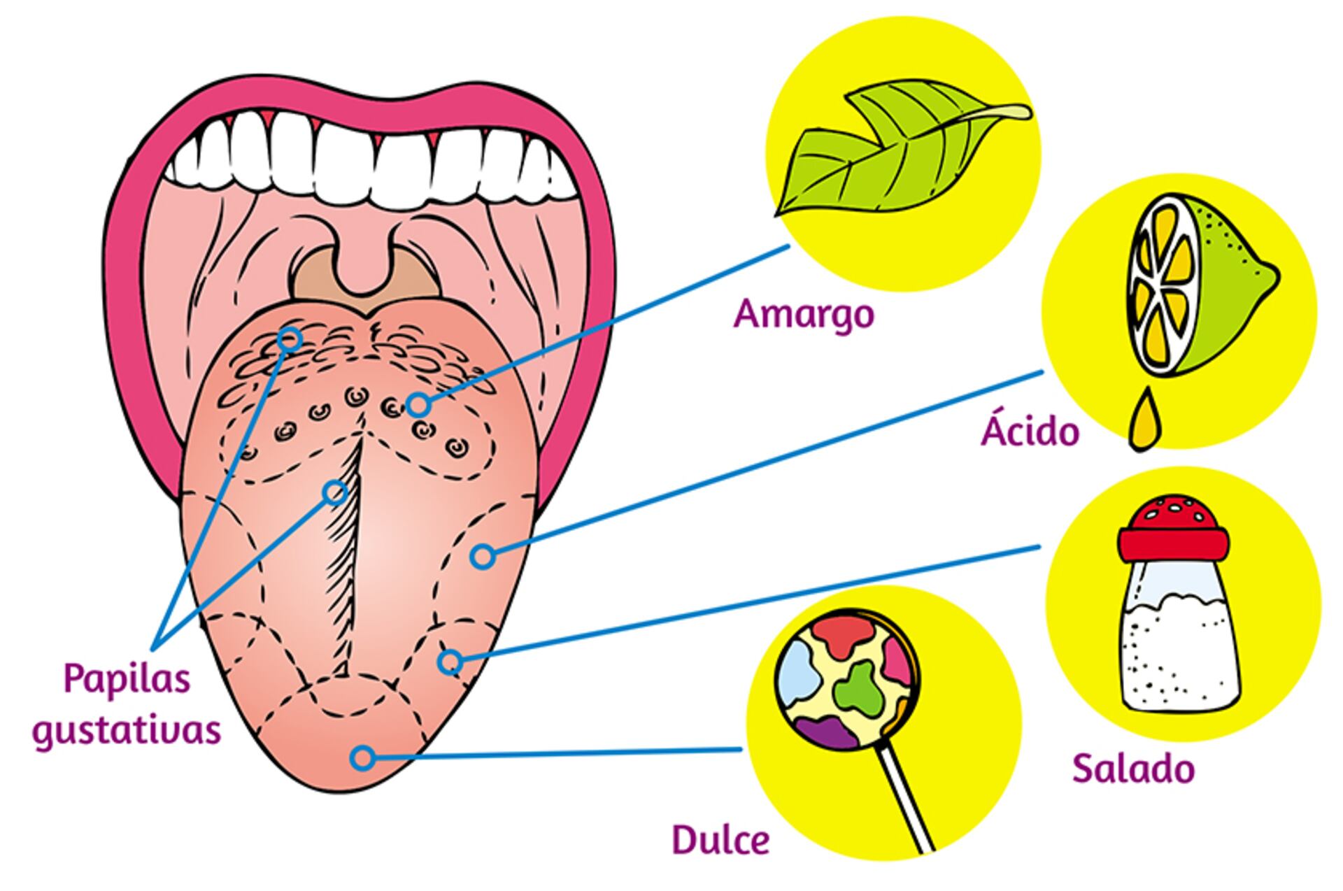 imágenes prediseñadas del sentido del gusto