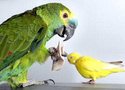 No hay vuelta que darle: cuando las uñas del papagayo están demiasado largas, hay que desafilárselas.