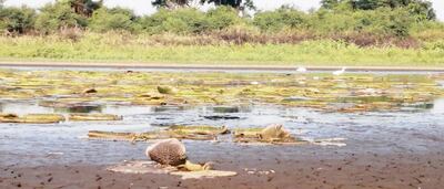 Varias plantas del yacaré yrupê se secaron por la falta de agua. Los pobladores están preservando las que logran sobrevivir.