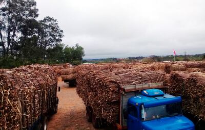 Sigue la fila de camiones con caña de azúcar a tope frente a la planta de Petropar. Según Félix Núñez, otorgan demasiados cupos sin tener en cuenta que  no se está operando cien por ciento.