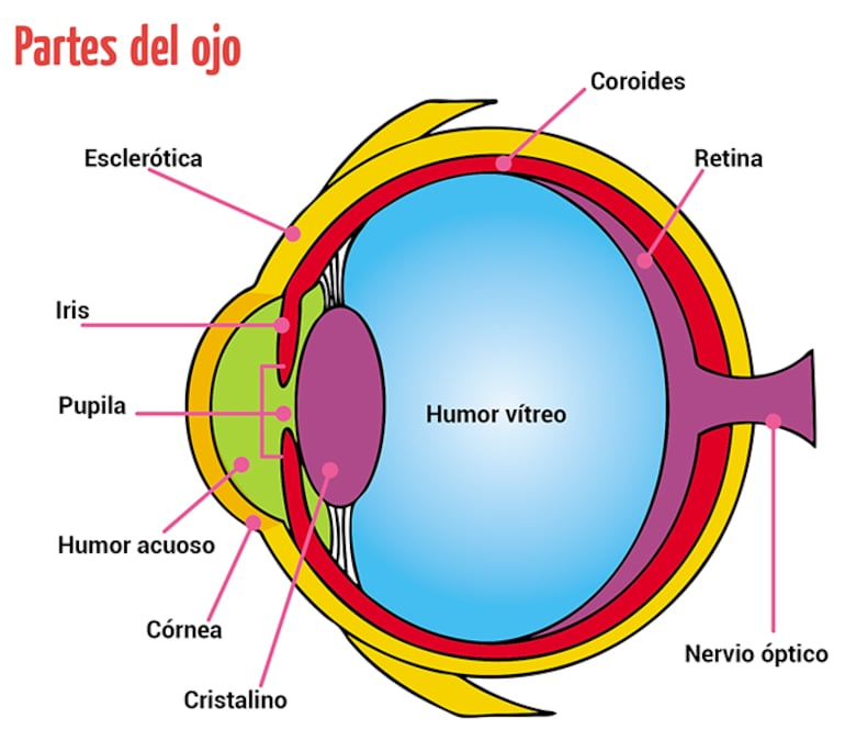 sentido de la vista