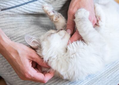 Los gatos domésticos también han dado positivo en pruebas de detección del nuevo coronavirus.