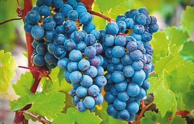 Imagen sin descripción