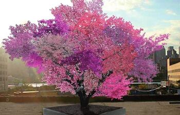 el-increible-arbol-que-da-40-tipos-de-frutos-224524000000-1502468.jpg