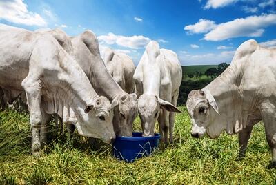 Un innovador suplemento para el ganado que soporta las precipitaciones.