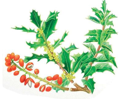 Imagen sin descripción