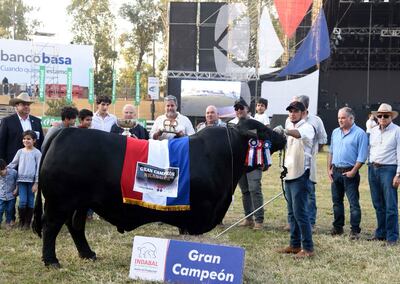 Este es el gran campeón de la raza Brangus Arasunu Pukavy RP 512, categoría senior mayor. Su propietario es Darío Giménez.