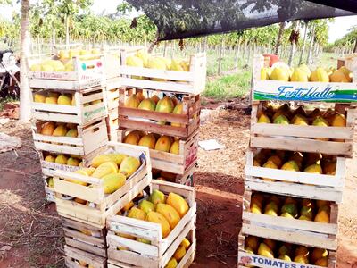 Un cajón de mamón contiene  de seis a ocho frutas,  dependiendo del tamaño.