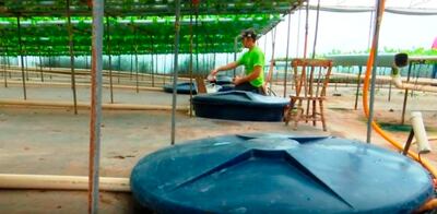 Es clave disponer de agua potable para contar con  hidropónicos.