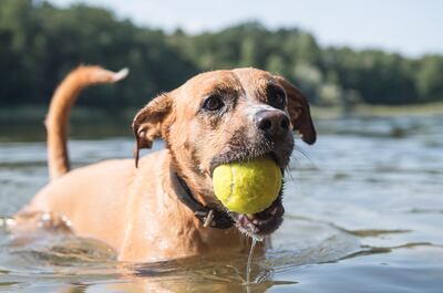 A los perros les encanta mojarse. Si no tenemos un lago cerca, no está mal organizarles algún recipiente en el que puedan meterse al agua.