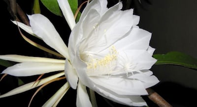 Imagen sin descripción