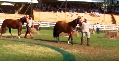 Varias razas de equinos estuvieron el la Muestra de Mariano  R. Alonso.