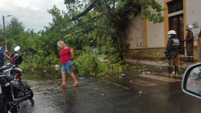 Árbol caído al costado de la plaza Marcelina Insfrán, en San Lorenzo.