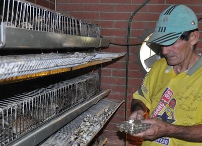 A partir de los 35 días, las codornices ya empiezan a poner huevos, se pueden criar en la casa sin problemas.