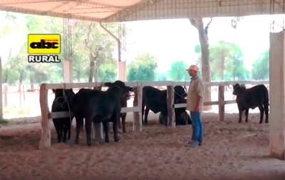 Es importante el buen manejo de  los animales de cabaña.