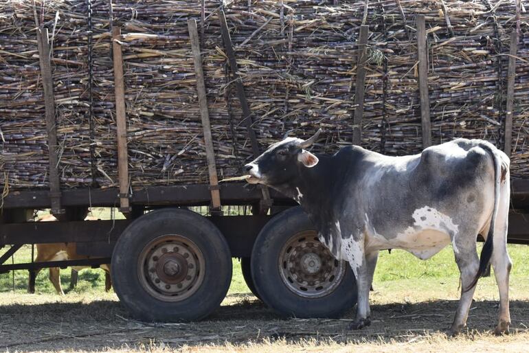 Algunas vacas aprovecharon para alimentarse de la caña dulce estancada en Troche.