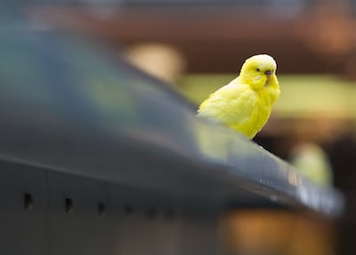 Un pájaro mira a su alrededor para ver si puede encontrar refugio en una vivienda