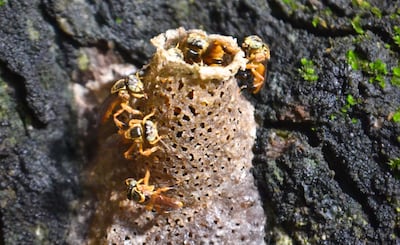 La cría de abejas meliponas o sin aguijón se puede realizar en la casa, no se necesitan equipos especiales, además su miel tiene propiedades medicinales comprobadas.